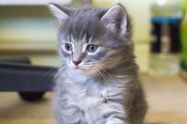 Подарим котяток добрым людям