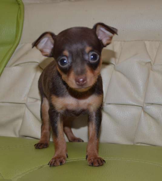 Очаровательные тойчики для души в Нижнем Новгороде фото 8