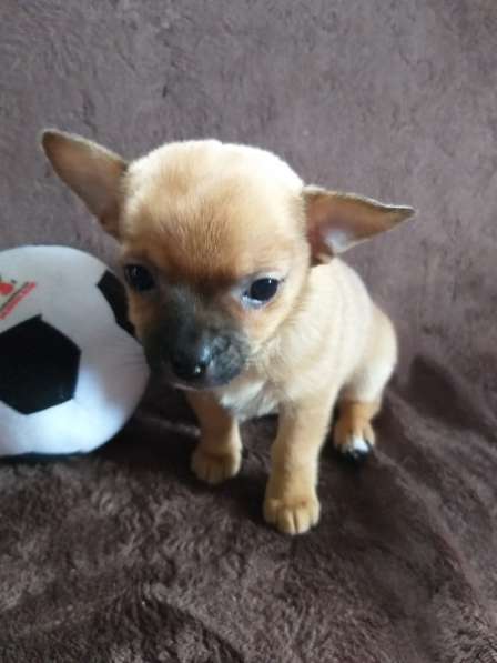 Собаки в Санкт-Петербурге фото 5