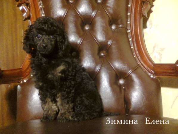 Девочка миниатюрного пуделя черно-подпалого окраса (фантом) в Москве