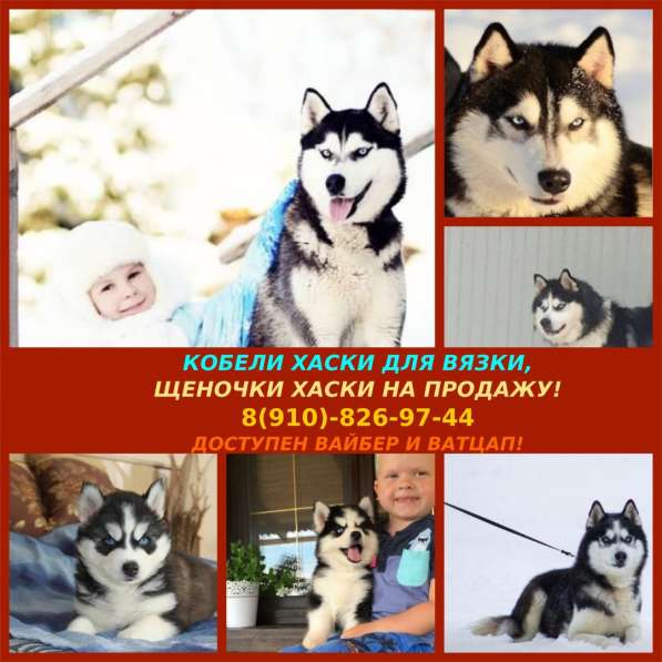 Яркие кобели хаски для вязки