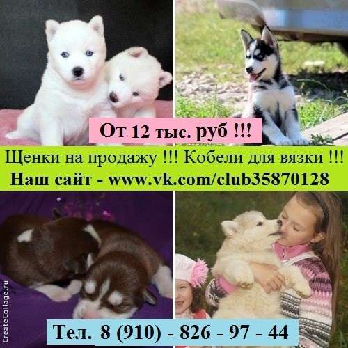 Щеночки хаски и кобели хаски для вязки в Владимире