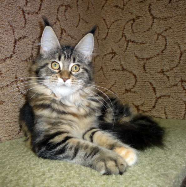 Апельсинки к Новому Году в Рязани фото 102