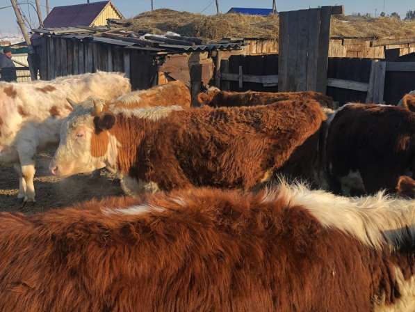 Реализуем бычков породы герефорд в Магнитогорске фото 4