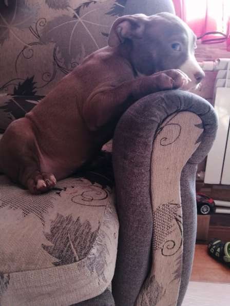 Американский булли в Воронеже фото 3