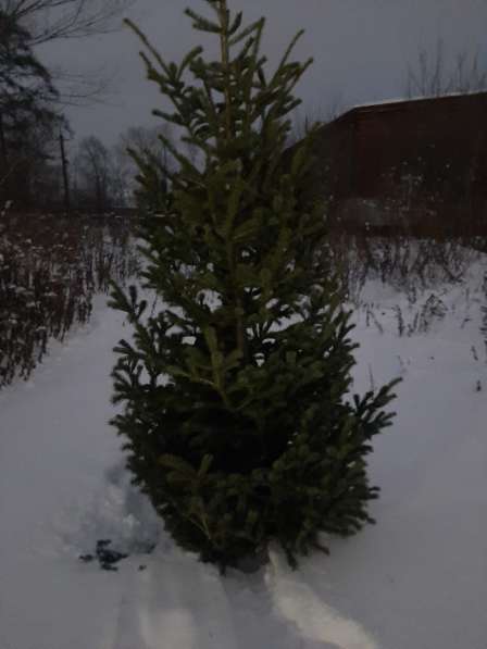 Новогодние живые елки в Новокузнецке фото 5