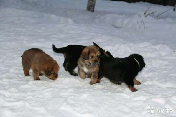 Шикарные щенки Тибетского Мастифа мальчик и девочки в Москве фото 4