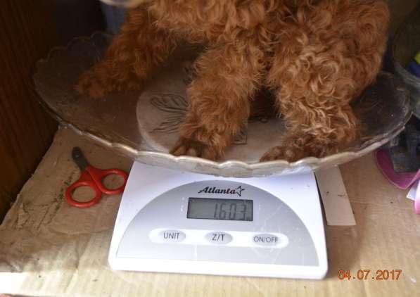 Той пудель абрикосового окраса в Славянске-на-Кубани фото 12