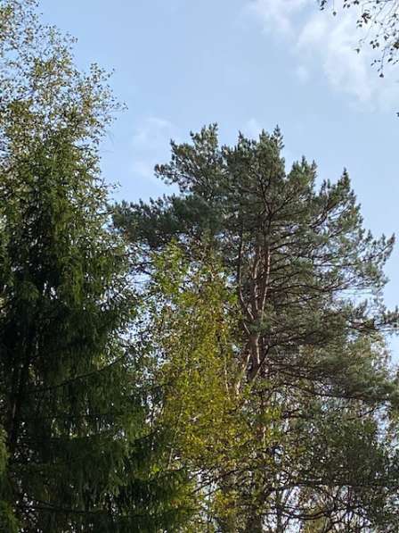 Лесной участок 12 соток в 50 км по Новорижскому шоссе