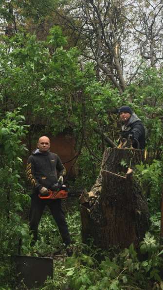 Спил деревьев в Владикавказе фото 4