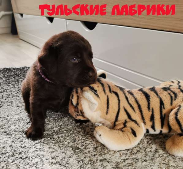 Шоколадные чистокровные щенки лабрадора в Москве фото 6