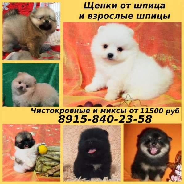 Чистокровные и не чистокровные щенки шпица