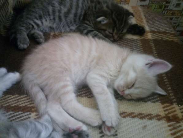 Шотландский Котёнок (Скоттиш-страйт) в Симферополе фото 12