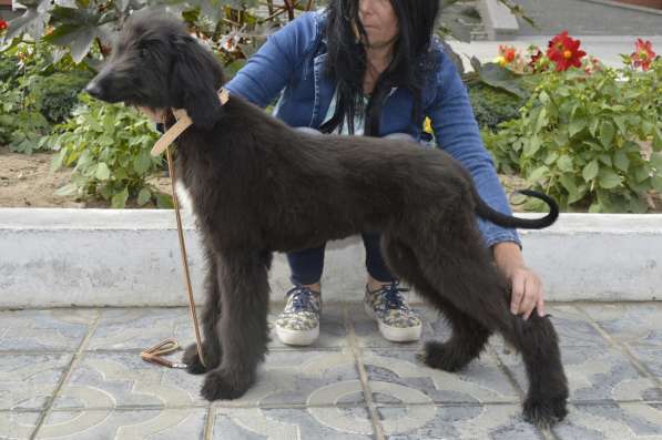 Молодой кобель афганской борзой в Чите фото 20