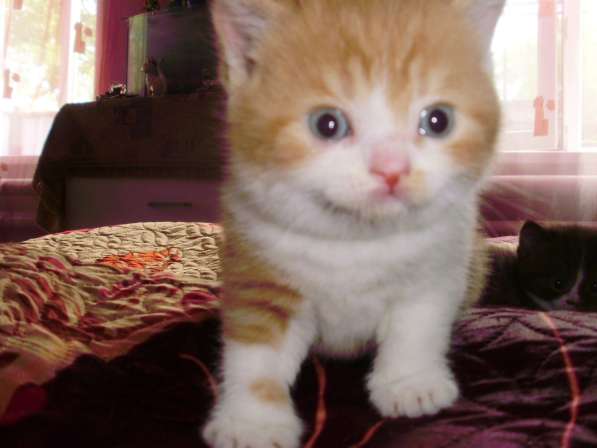Британский котенок в Краснодаре фото 8