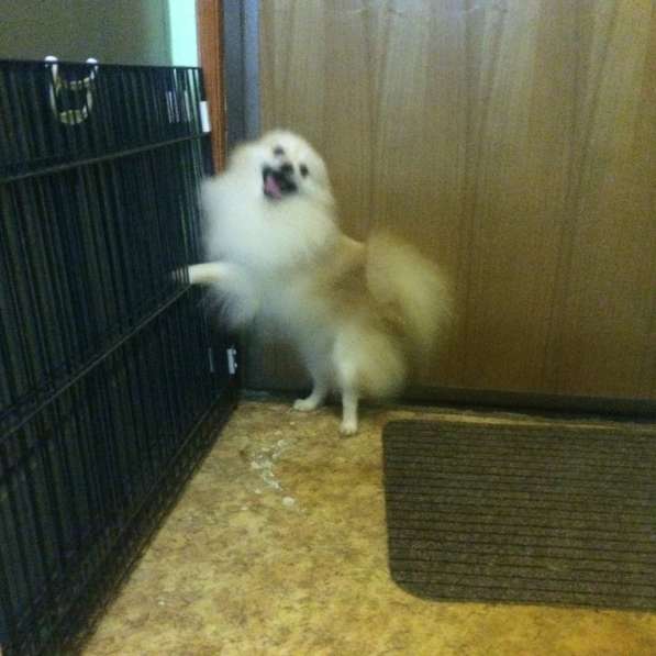 Шпицемальчик собака-улыбака в Москве фото 11