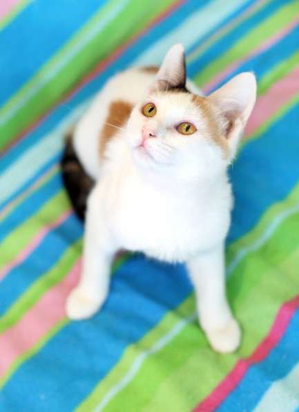 Трехцветный котенок Китти ищет дом в Москве фото 3