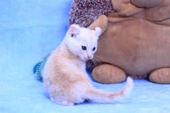 Snow Bengal kitten в Москве