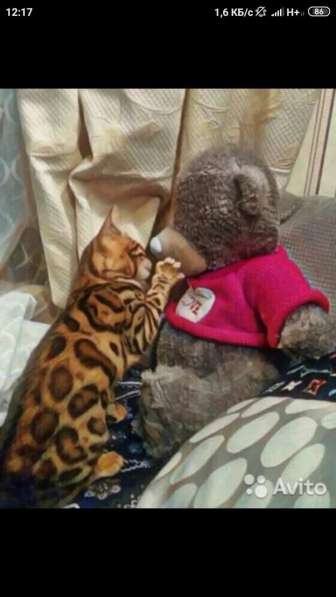 ЧИСТОПОРОДНЫЕ БЕНГАЛЯТА в Санкт-Петербурге фото 5