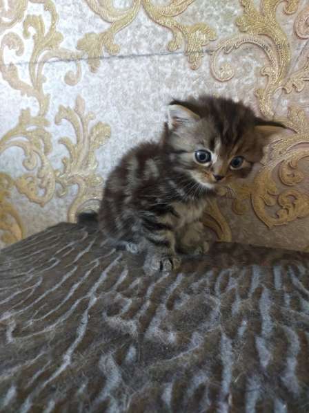 Шотландские котята в фото 43