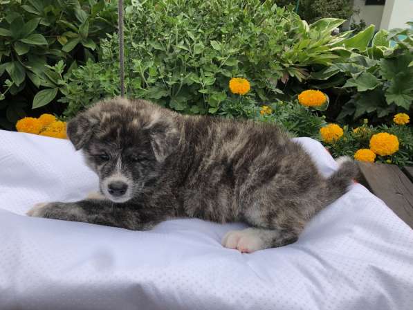 AKITA INU в фото 11