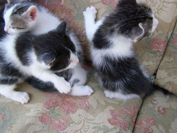 Котята в хорошие руки в Старом Осколе фото 4