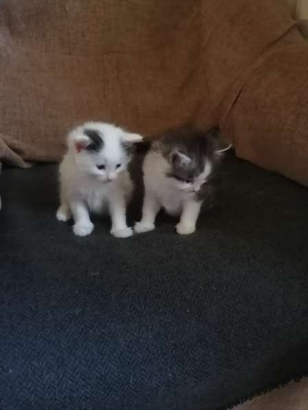 Котенок в Москве