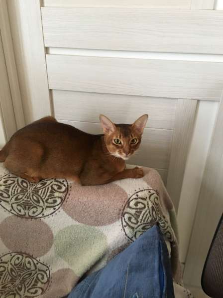 Абиссинский кот. Вязка в Москве фото 3