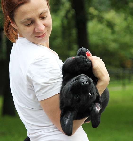 Чёрный щенок лабрадора в Санкт-Петербурге