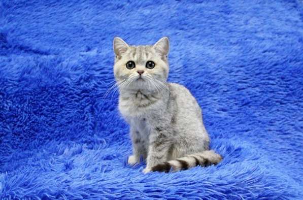 Котята британской короткошерстной породы драгоценных окрасов в Новосибирске фото 7