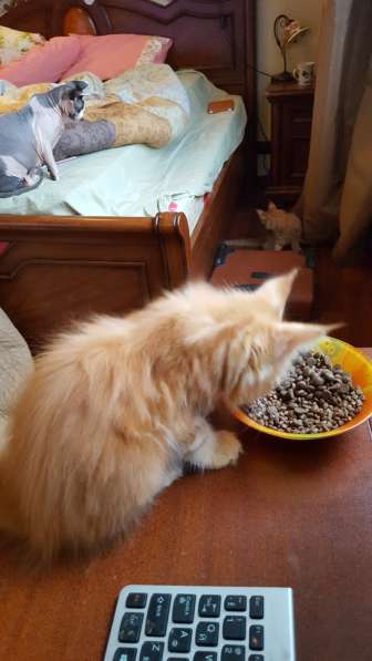 Продаются котята мэй кун в Симферополе