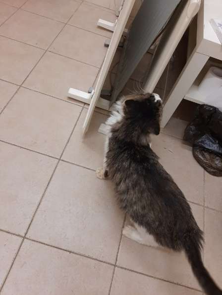 Одинокий котик роскошной внешности ищет дом в Санкт-Петербурге фото 23