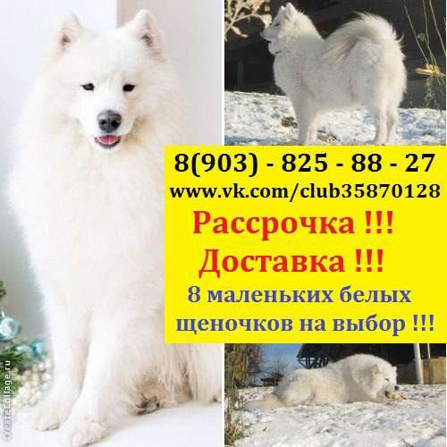 Самоедской лайки в Архангельске