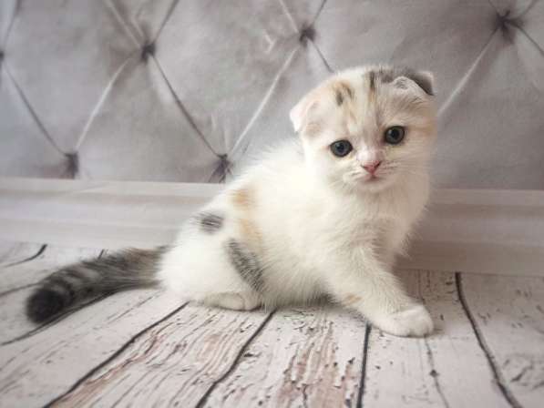 Шотландские котятки в Владимире фото 21