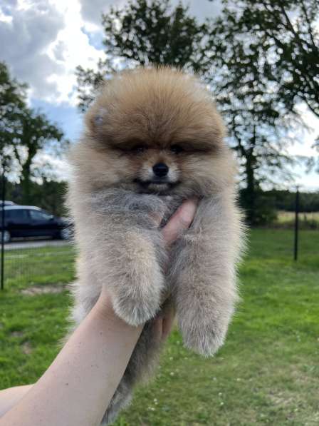 Pomeranian puppy в 