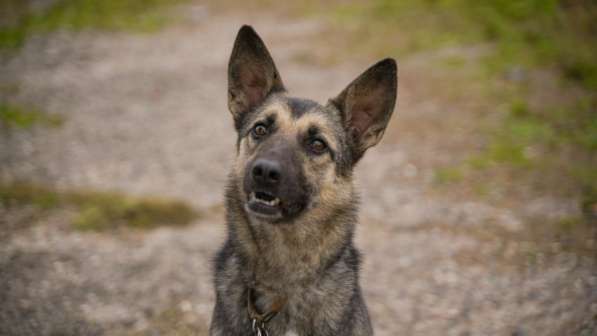 Потешная Рони в Москве фото 18