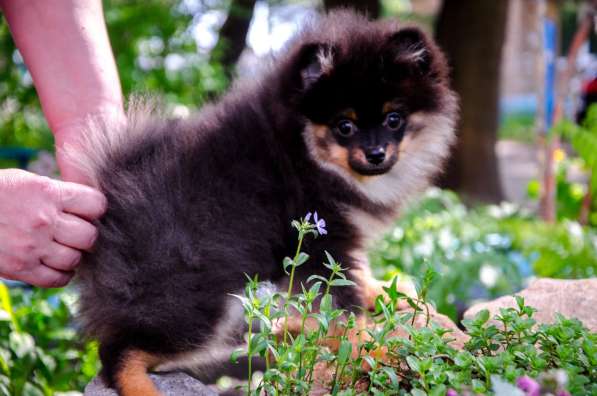 Черноподпалая девчушка в Новомосковске фото 5