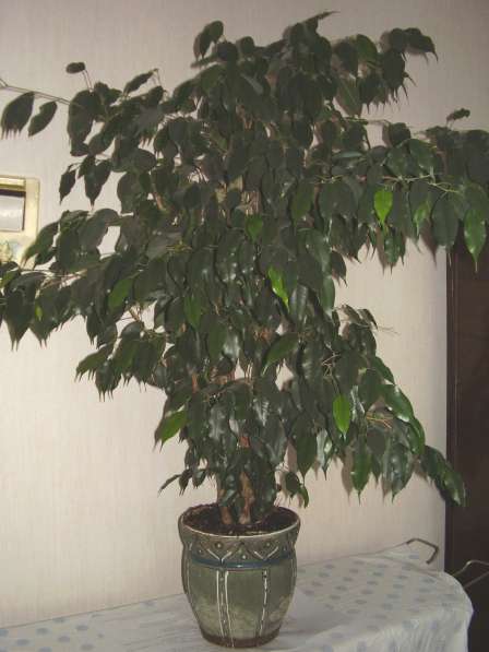 Тропический лавр (Дерево Бенджамина) в Саратове