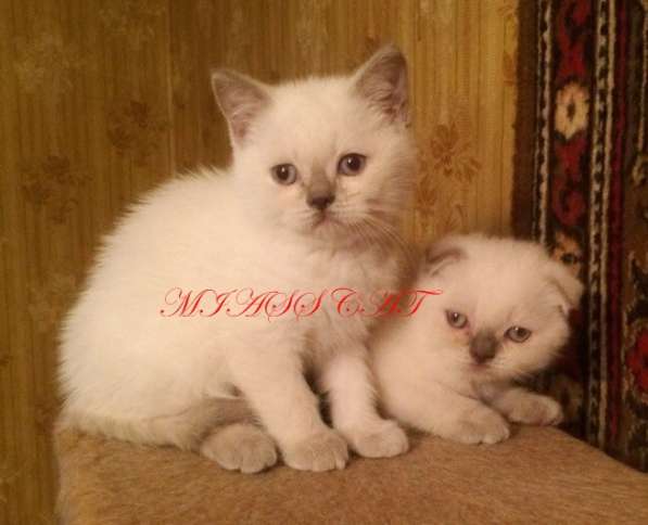 Скоттиш Фолд и скоттиш Страйт в фото 9