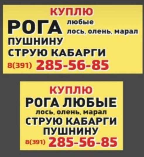 Куплю Рога (Марала, Лося, Оленя) Пушнину (соболь, белка) в Красноярске