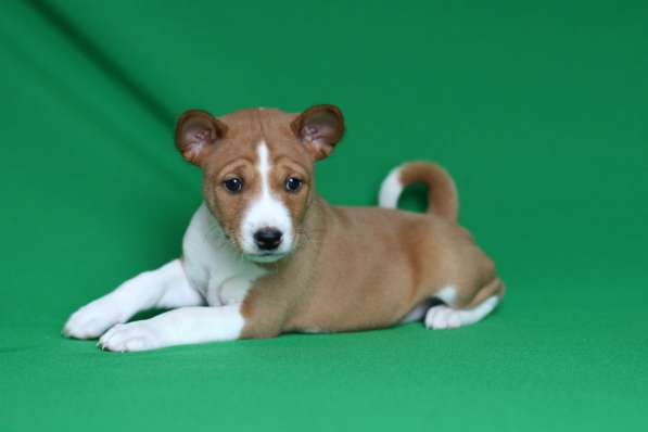 Басенджи щенки в фото 14