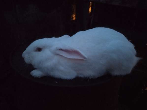 Продам кроликов породы паннон в 
