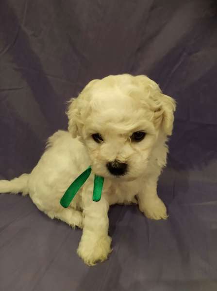 Красотки- девочки бишоночки в Нижнем Новгороде фото 5