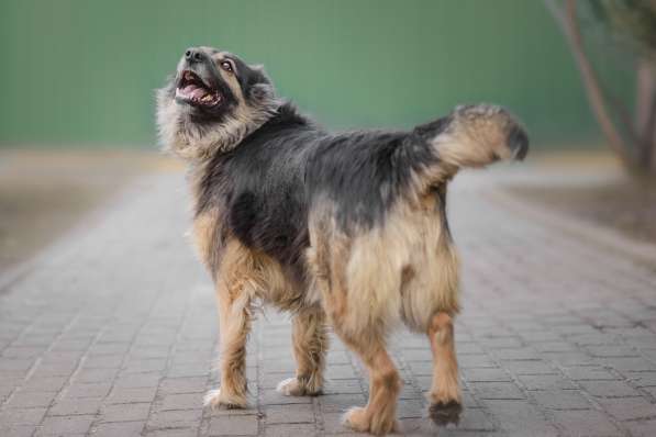 Марта ищет хозяина в Москве фото 4