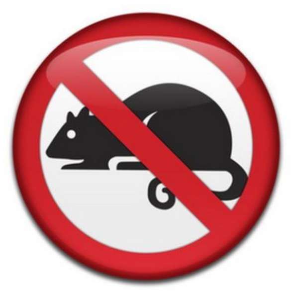 Мыши. Профессиональная борьба с мышами. Гарантия. Скидки