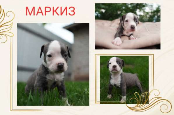 Щенки шикарной породы Американский Булли (девочки) в Краснодаре фото 13