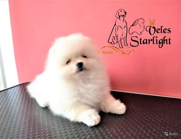 Щенки померанского шпица (Pomeranian) в Воронеже фото 15