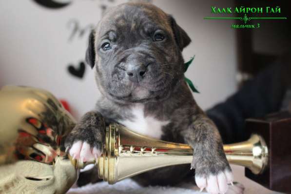 Щенки Американского Пит-бультерьера в фото 15