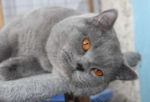 Британский мальчик в фото 9