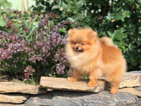 Щенки померанского шпица от Ирлайн-дог в фото 14